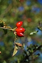 Dog rose fruit - A